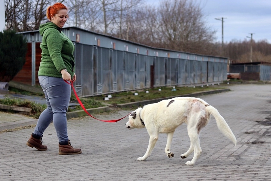 You are currently viewing Pokaż psom ze schroniska wiosnę