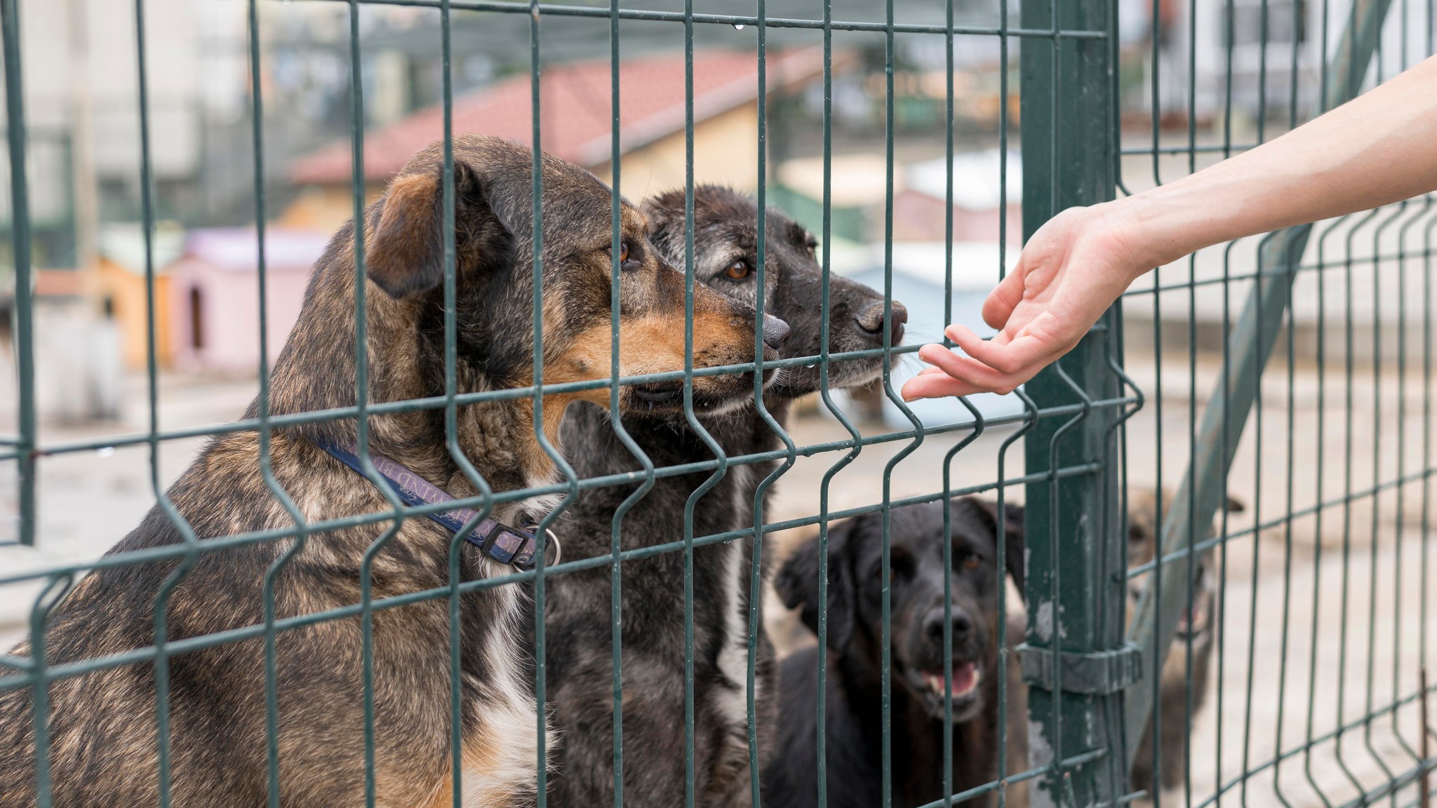 Read more about the article 4 kwietnia obchodzimy Światowy Dzień Bezdomnych Zwierząt