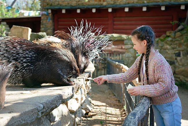 Read more about the article Długi czerwcowy weekend w Zoo Görlitz