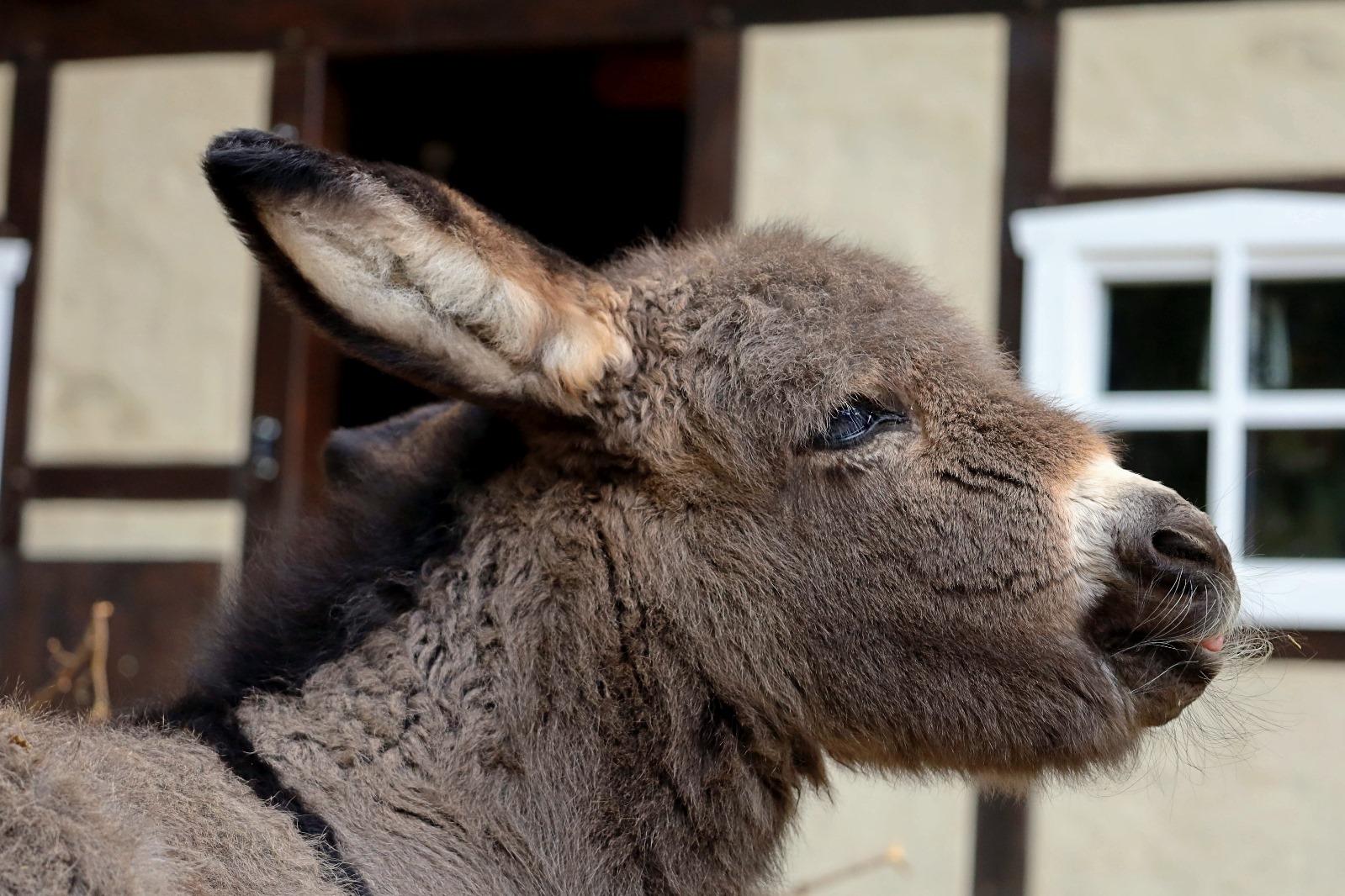 Read more about the article I-AH hurra, Zoo Görlitz ma młodego osła!