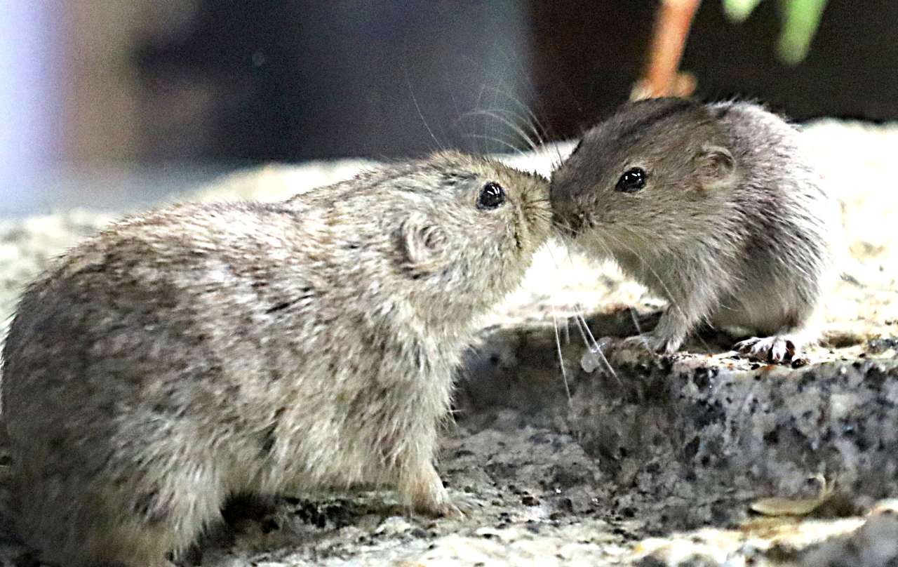 You are currently viewing Nowy dom piestruszek stepowych w Zoo Görlitz-Zgorzelec