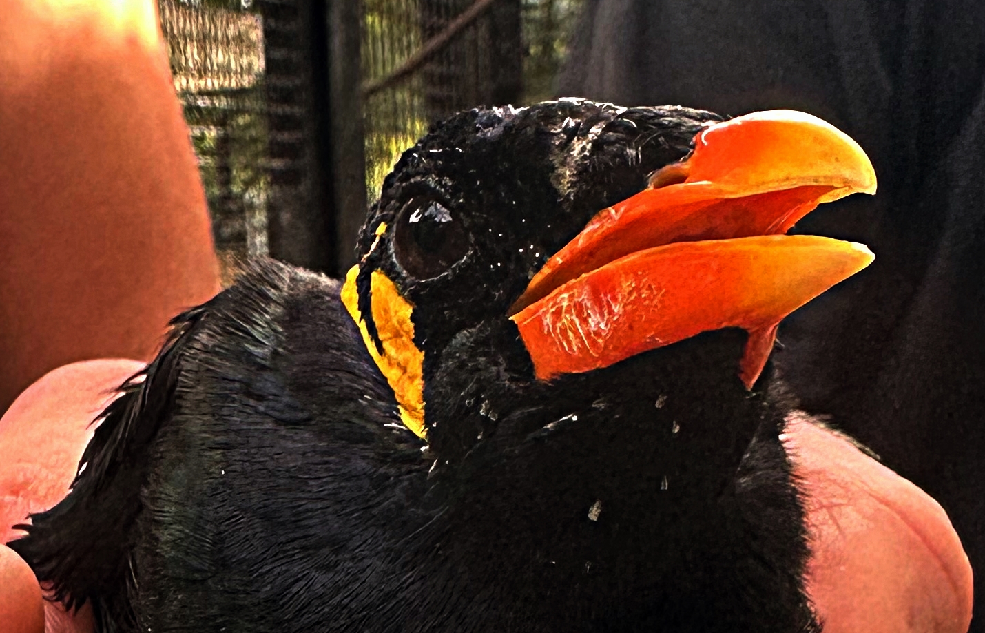 Read more about the article Wirus Usutu przyczyną końca hodowli gwarków w Zoo Görlitz-Zgorzelec